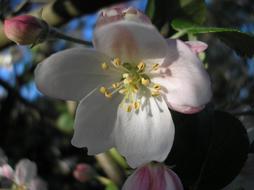 blooming flower on a tree in the sun