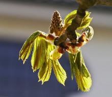 Chestnut Foliation Leaves