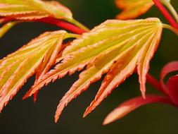 orange leaves on a tree