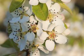 flowering garden apple, close-up