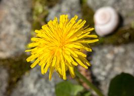 Dandelion Snail Shell