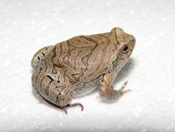 big toad on white background