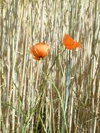 Sand Poppy Flower