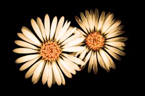white Flowers Blossom in dark