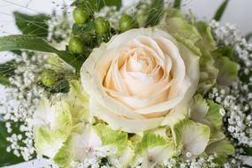 Bouquet Birthday Rose