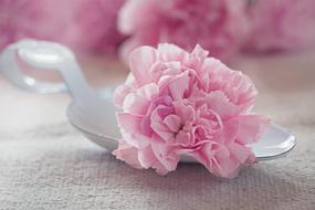 Carnation Flower Blossom