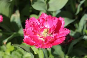 Tulip Floralia Flower