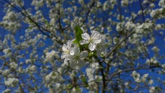 Spring Flower Sour Cherry