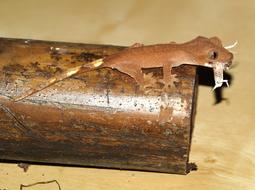 little gecko on a rusty pipe