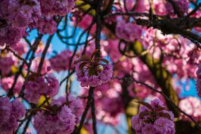 Japanese Cherry Prunus Serrulata
