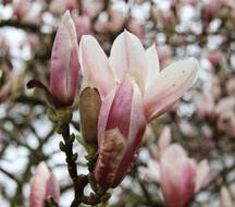 Spring flowers on trees