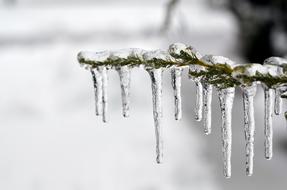 Ice Frozen Tree