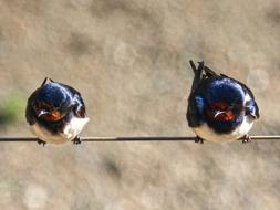 Swallow Couple