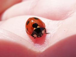 Closeup of a ladybug on the arm