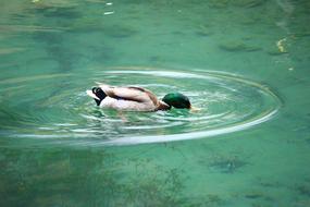 cute duck swimming in a clear lake