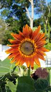 Sunflower Orange