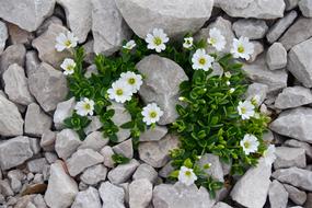 Cerastium Mouse-Ear Chickweed