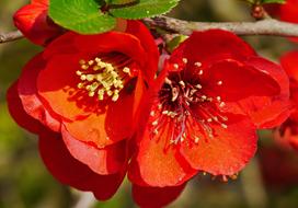 Ornamental Quince Blossoms