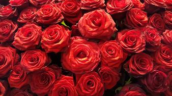 Rose Blossom Bloom Red