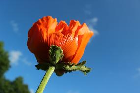 Poppy Garden Blossom