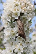 Flowers Pear Branch Spring