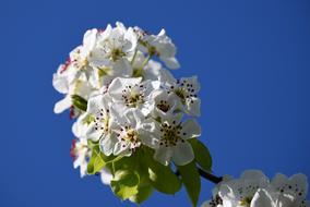 Blossom Bloom Spring Apple