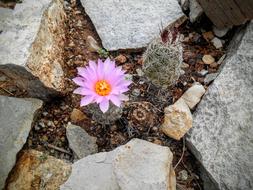 Flower Desert Cactus