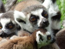 Lemurs Maki Catta Park Felines