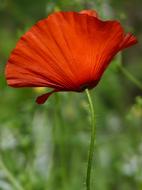 Poppy Ababol Spring