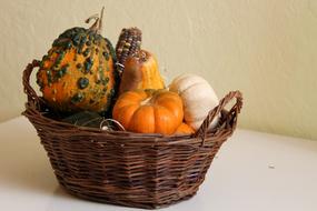 Decorative Squashes Pumpkin Crop