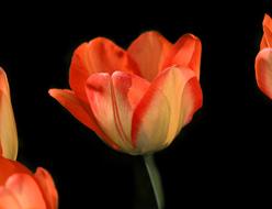 Tulip Flower Blossom