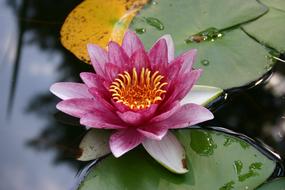 Water Lily Nuphar Lutea Garden