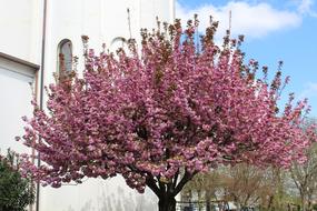 rosewood in bloom