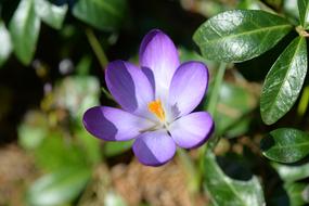 Flower Crocus Violet Spring