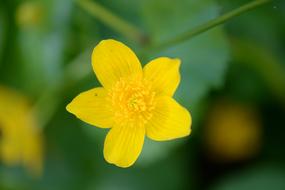 Caltha Palustris Macro Blossom