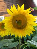 bright sunflower on the farm