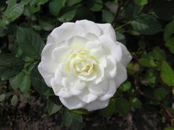 Flower White Rose