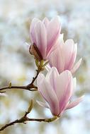 delicate pretty flowers on a tree