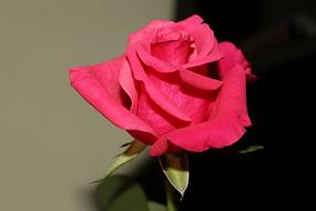 Rose Red Blossom