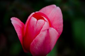 Bouquet Flower Tulip Of