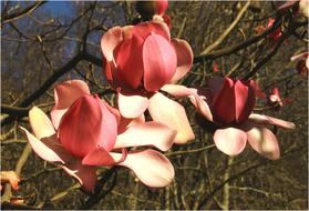 Small Valley Stang Alar Brest