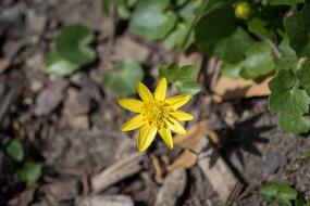 Celandine Feigwurz Early Bloomer