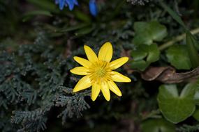 Celandine Feigwurz Early Bloomer