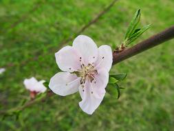 Peach Blossom Bloom