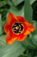 Flower Orange