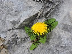 Dandelion Rock Flower