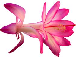 clipart of pink cactus flower
