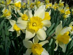 yellow spring flowers are beautiful