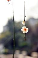 little white flower on a tree