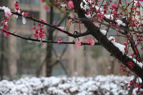 Plum Blossom Snow